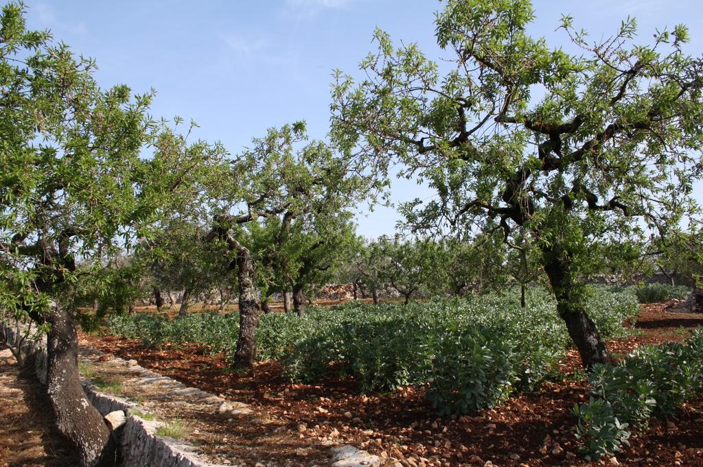 Il Trullo Di Nonna Lella Guest House Castellana Grotte Eksteriør bilde
