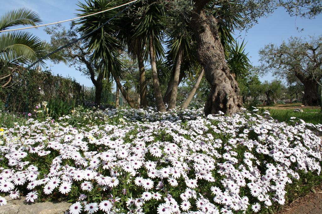 Il Trullo Di Nonna Lella Guest House Castellana Grotte Eksteriør bilde